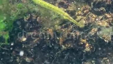 大鼻管鱼斑疹伤寒。 在海藻丛中捕食鱼类